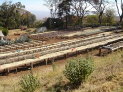 画像3: タンザニア『ブラックバーン農園 』ピーベリー シティロースト　100g