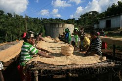 画像1:  エチオピア ・イルガチェフェ『ウォテステーション 』フレンチロースト　100g