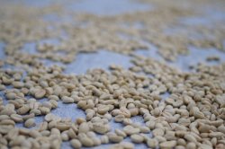 画像4: 東ティモール レテフォホ  『レブドゥレテン小農家』ハイロースト 100g