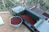 コスタリカ 『サンフランシスコ農園』 シティロースト　100g 
