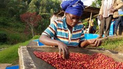 画像3: ルワンダ・マチアゾ 『ムランビ集落』 フレンチロースト 100g