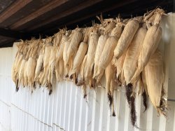 画像6: メキシコ　オアハカ『ユクヒティ村小農家』フルシティロースト100g