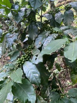 画像2: メキシコ　オアハカ『ユクヒティ村小農家』フルシティロースト100g