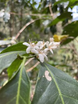 画像3: メキシコ　オアハカ『ユクヒティ村小農家』フルシティロースト100g