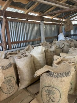 画像4: メキシコ　オアハカ『ユクヒティ村小農家』フルシティロースト100g