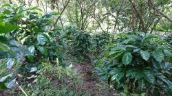 画像9: メキシコ　オアハカ『ユクヒティ村小農家』フルシティロースト100g