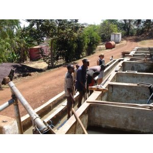 画像: タンザニア『ブラックバーン農園 』ピーベリー シティロースト　100g