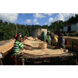 画像: エチオピア ・イルガチェフェ『ウォテステーション 』ハイロースト 100g