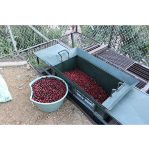 画像: コスタリカ 『サンフランシスコ農園』 シティロースト　100g 