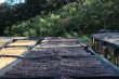 画像3: コスタリカ 『ディビーノ・ニーニョ農園』 ハイロースト  100g 