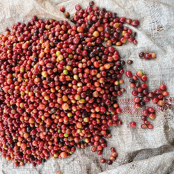 画像2: ケニア キリニャガ 『カムワンギファクトリー』 フレンチロースト 100g