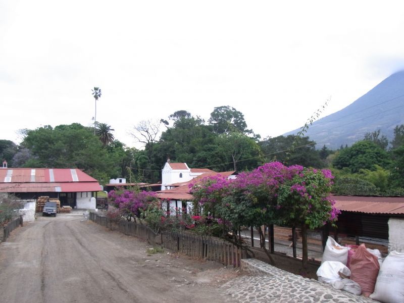 画像3: グアテマラ『サンタ・カタリーナ農園 ピーベリー』シティロースト  100g