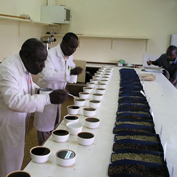 画像1: ケニア キリニャガ 『カムワンギファクトリー』 フレンチロースト 100g